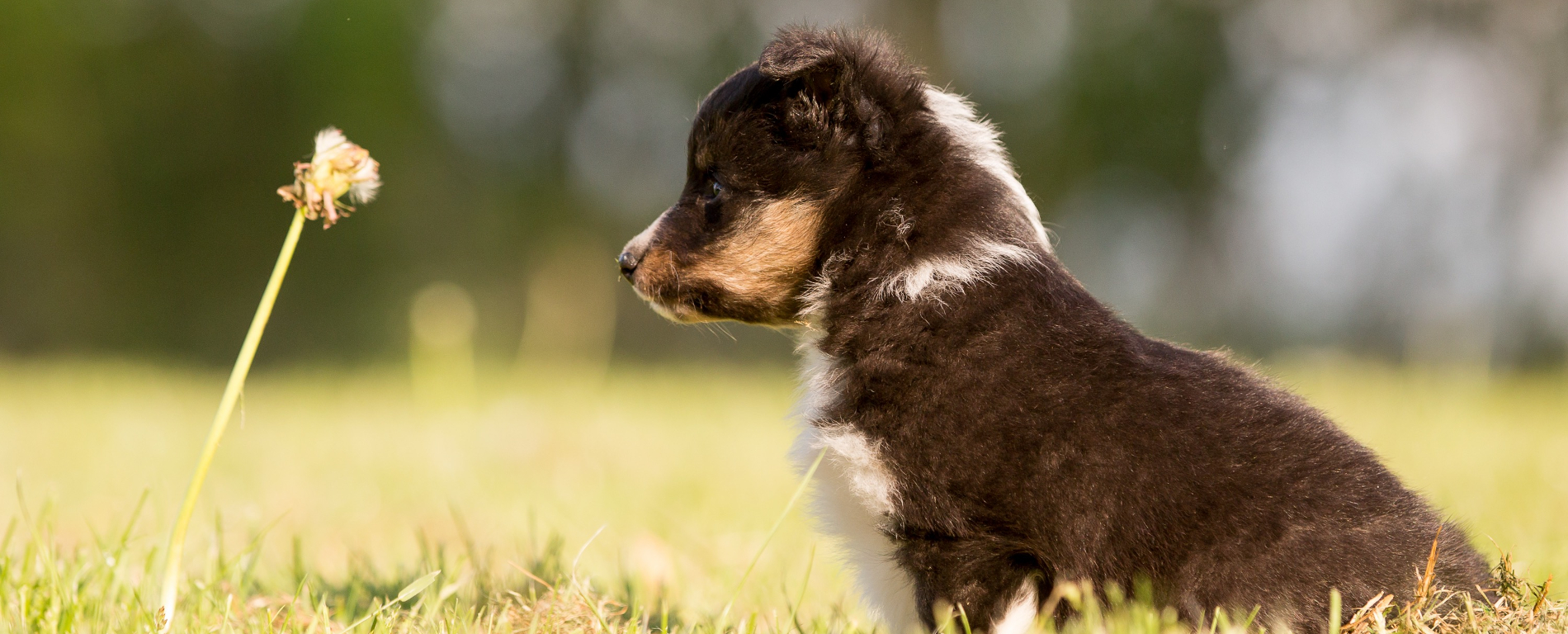 Die beste Lösung für dein Hund!