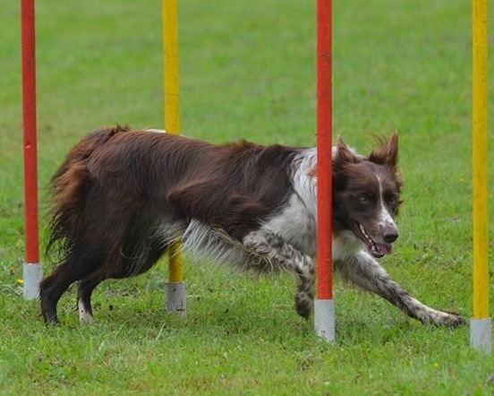 Agility Seminar - mit Hinky Nickels