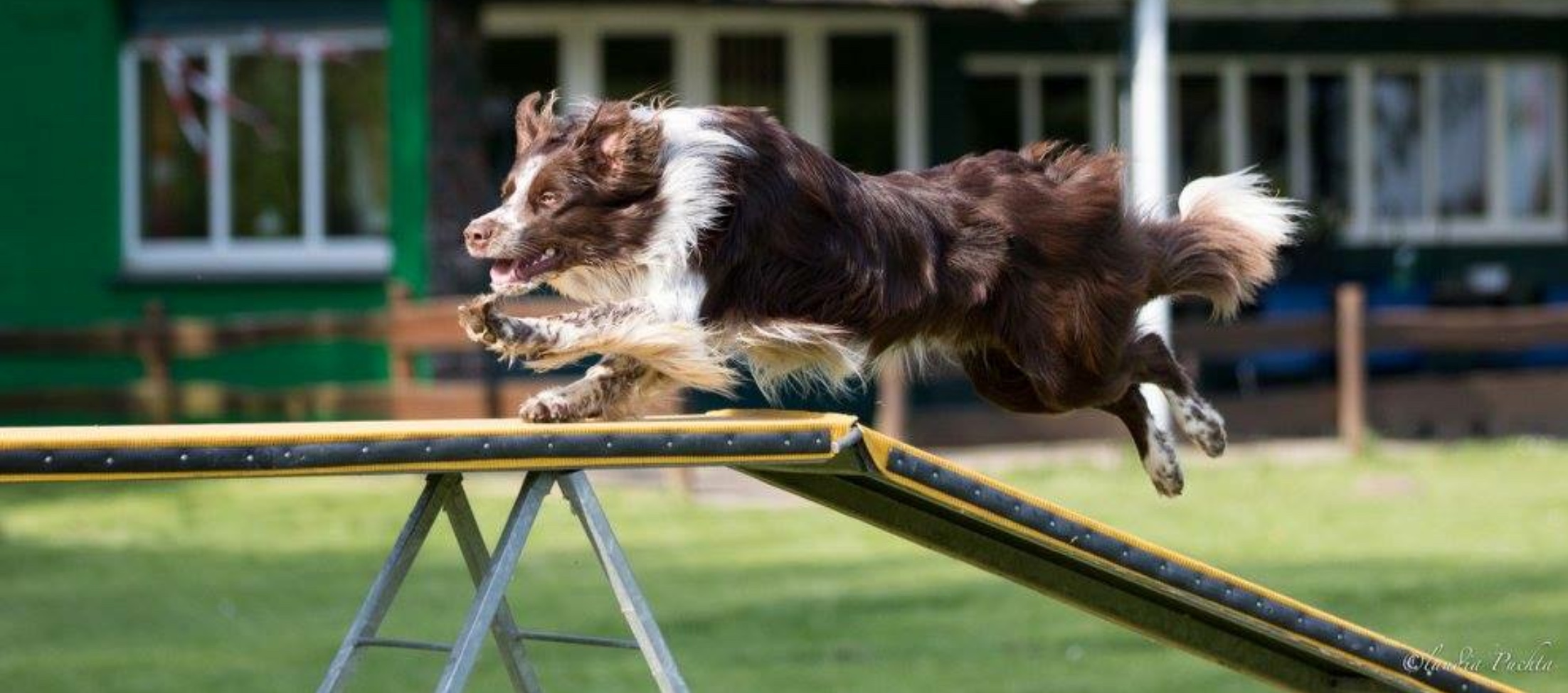 Agility Workshop mit Stephanie La Motte