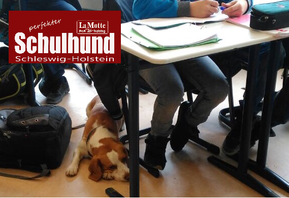 Schulhund VI Modul 4