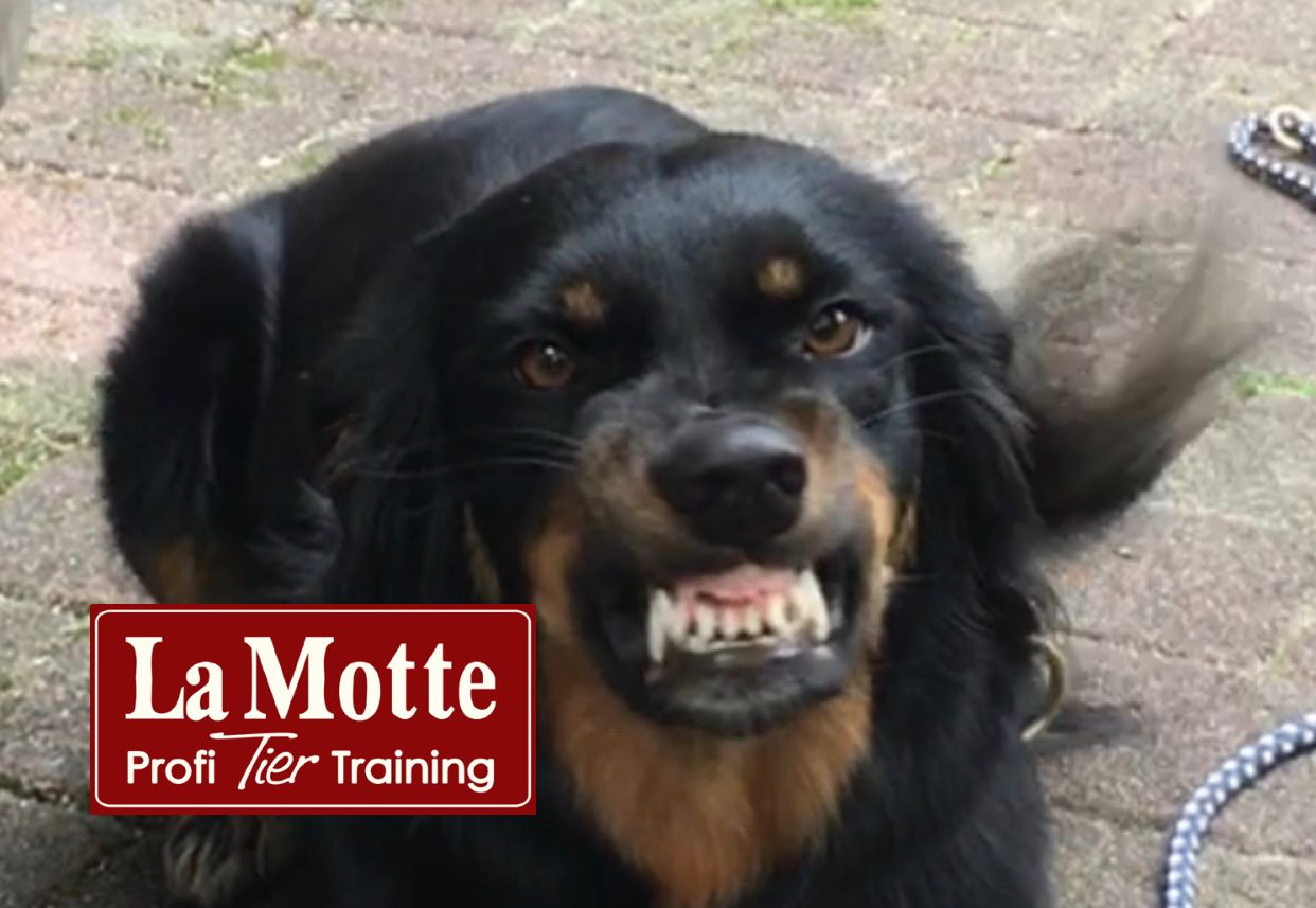 Vortrag Ausdrucksverhalten 1 mit Stephanie La Motte (neue Bilder und Videos!)