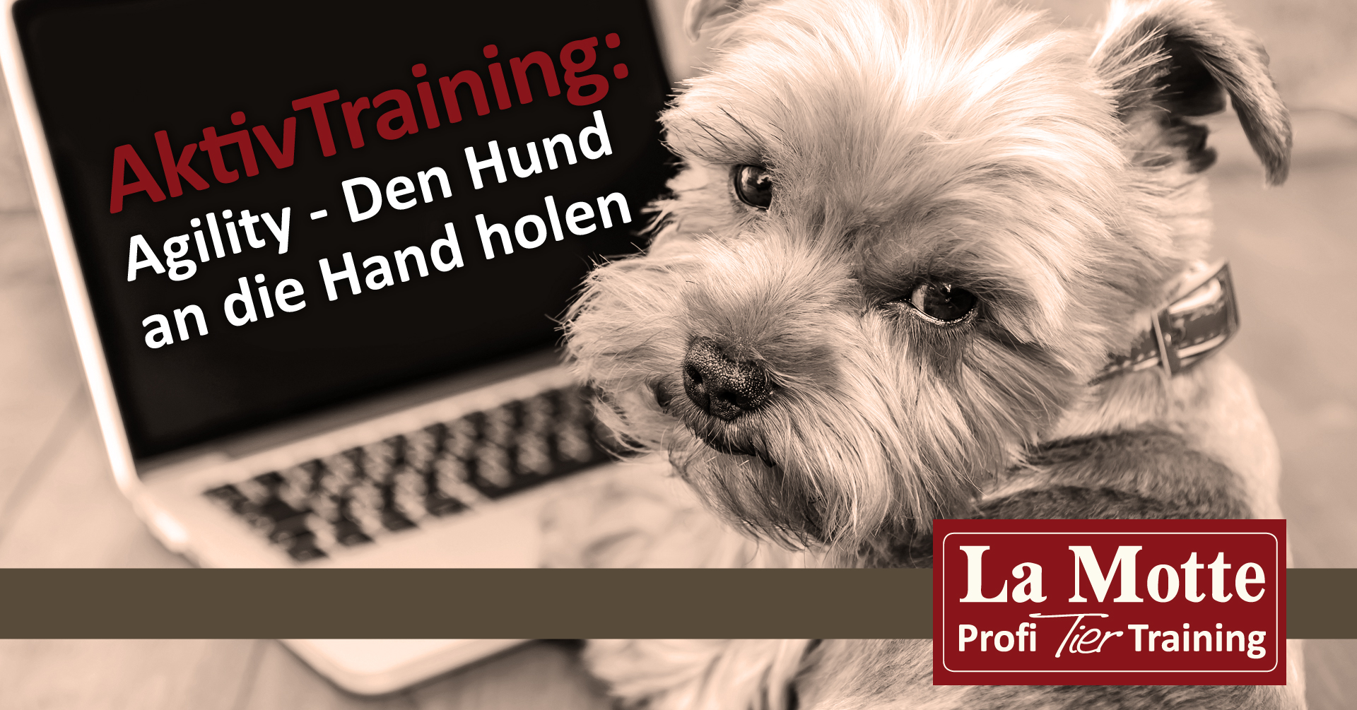 AktivTraining: Agility - Den Hund an die Hand holen - Premium