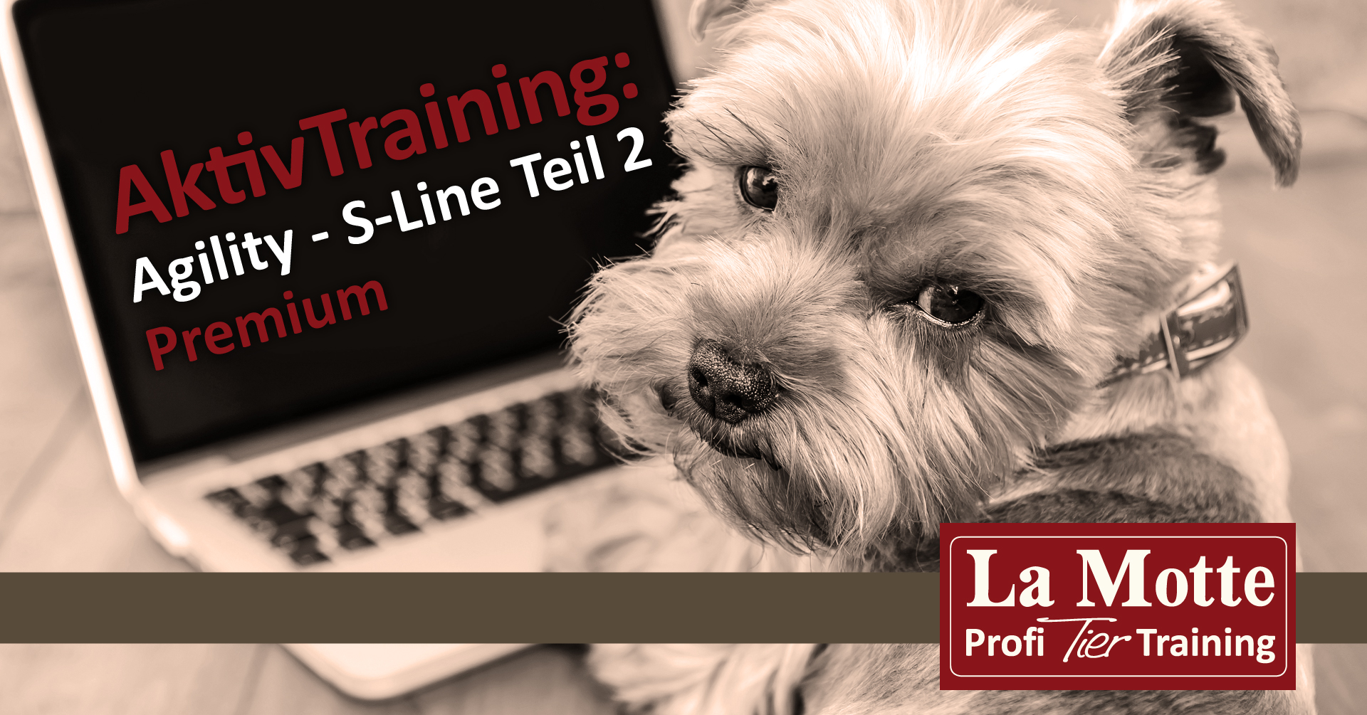 AktivTraining: Agility - S-Line Teil 2 - Premium