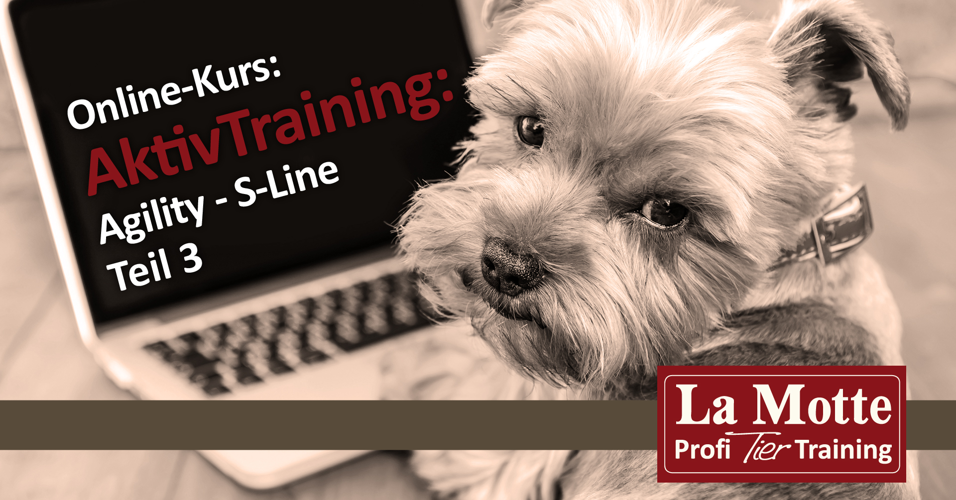 AktivTraining: Agility - S-Line Teil 3