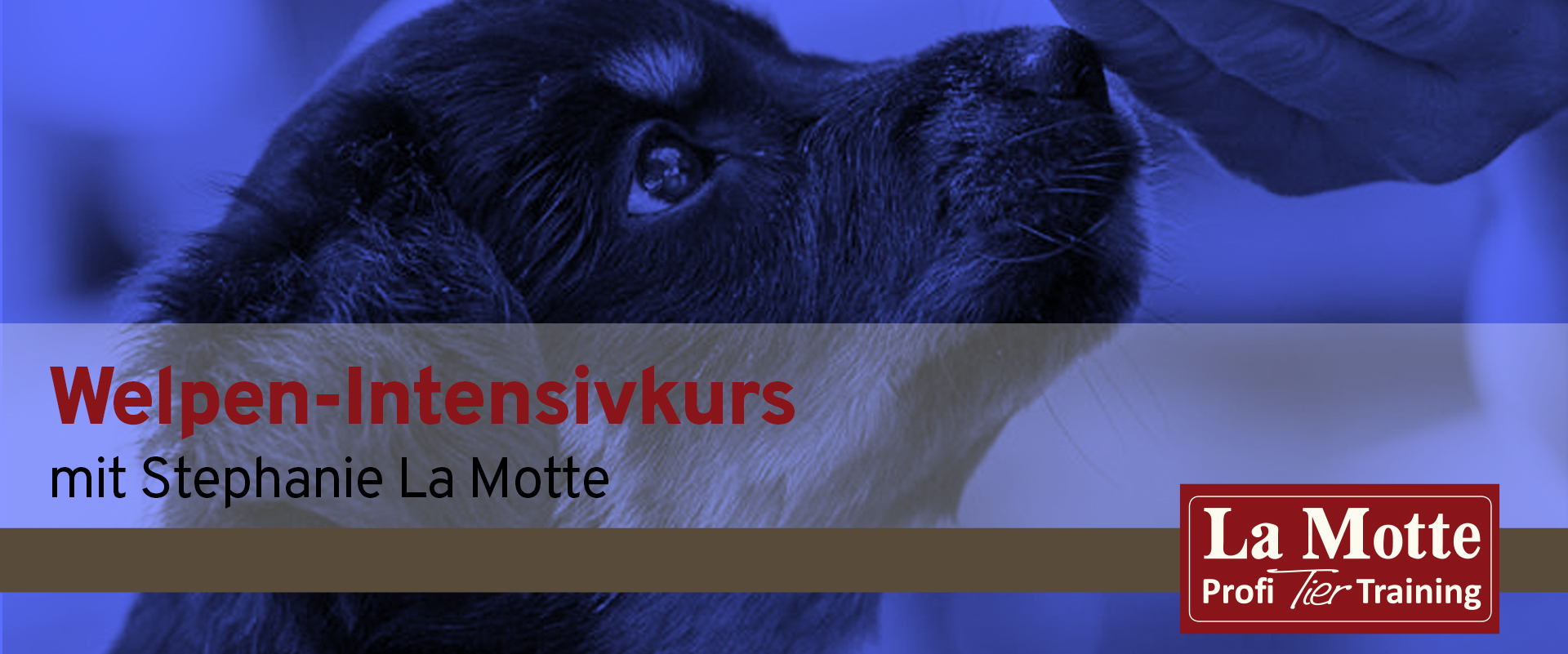 Welpen-Intensivkurs