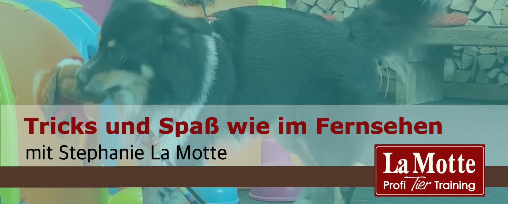 Tricks und Spaß wie im Fernsehen